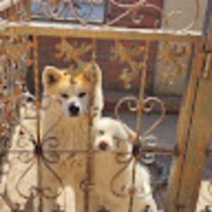 Meet your Posher, 曦晨